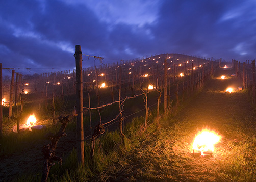 Mesures de soutien aux agriculteurs sinistrés par les épisodes de gel : LCL Professionnel