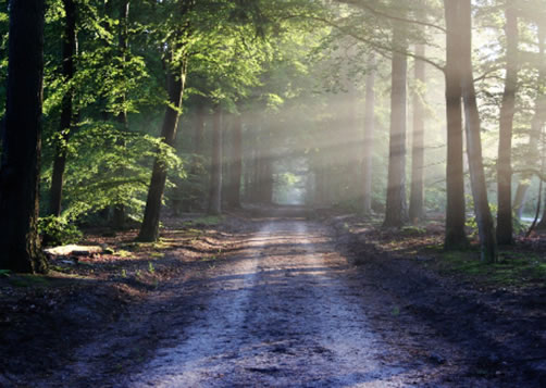 Pourquoi et comment investir dans la forêt&nbsp;?  LCL Banque Privée