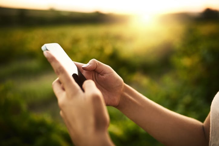 mãos usando celular em paisagem verde