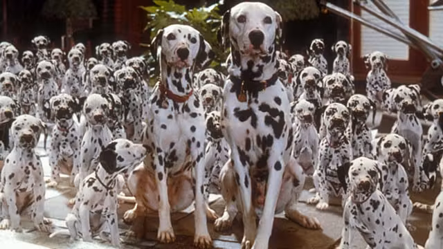 101-dalmatas
