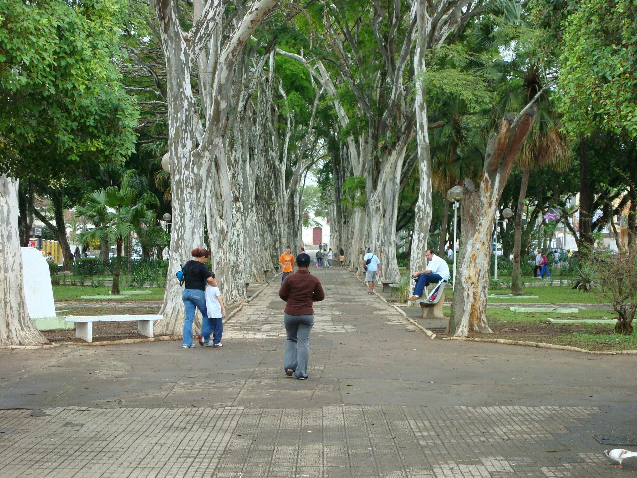 corredor de arvores em campo belo - Foto: Felipe Teo