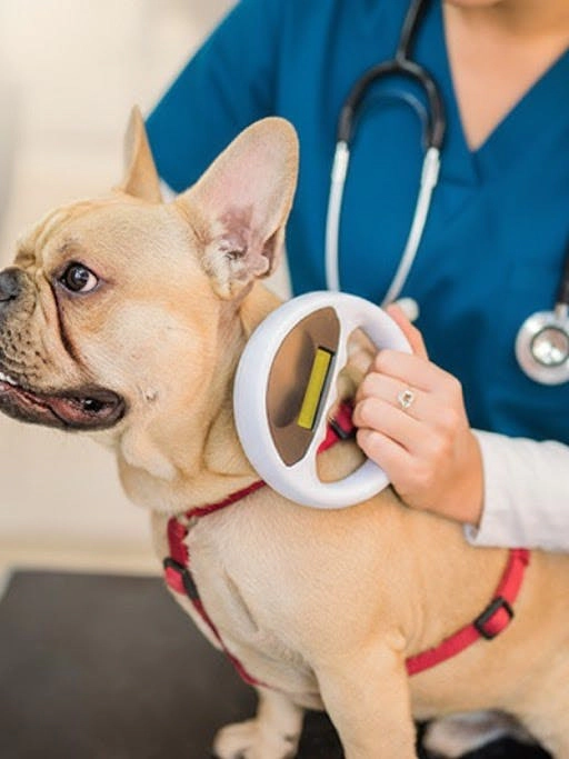 Veterinária usando um leitor de microchip para identificar um buldogue francês em uma clínica.