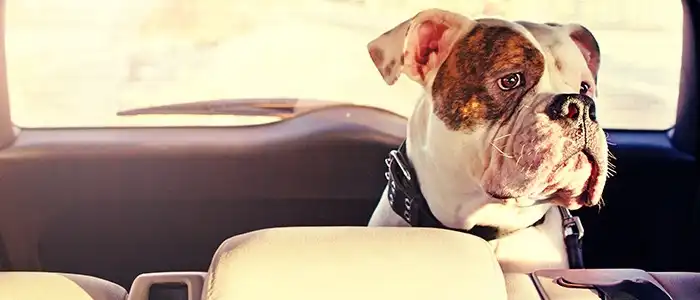 cachorro no banco do carro