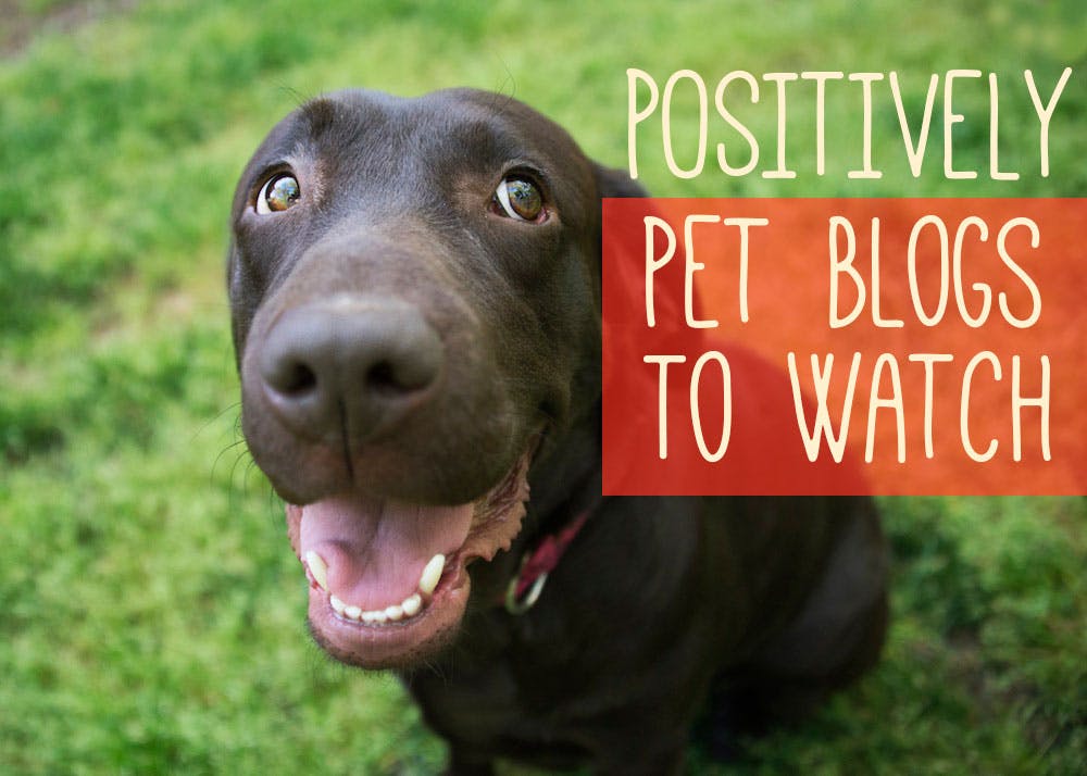 Positively Pet Blogs to Watch