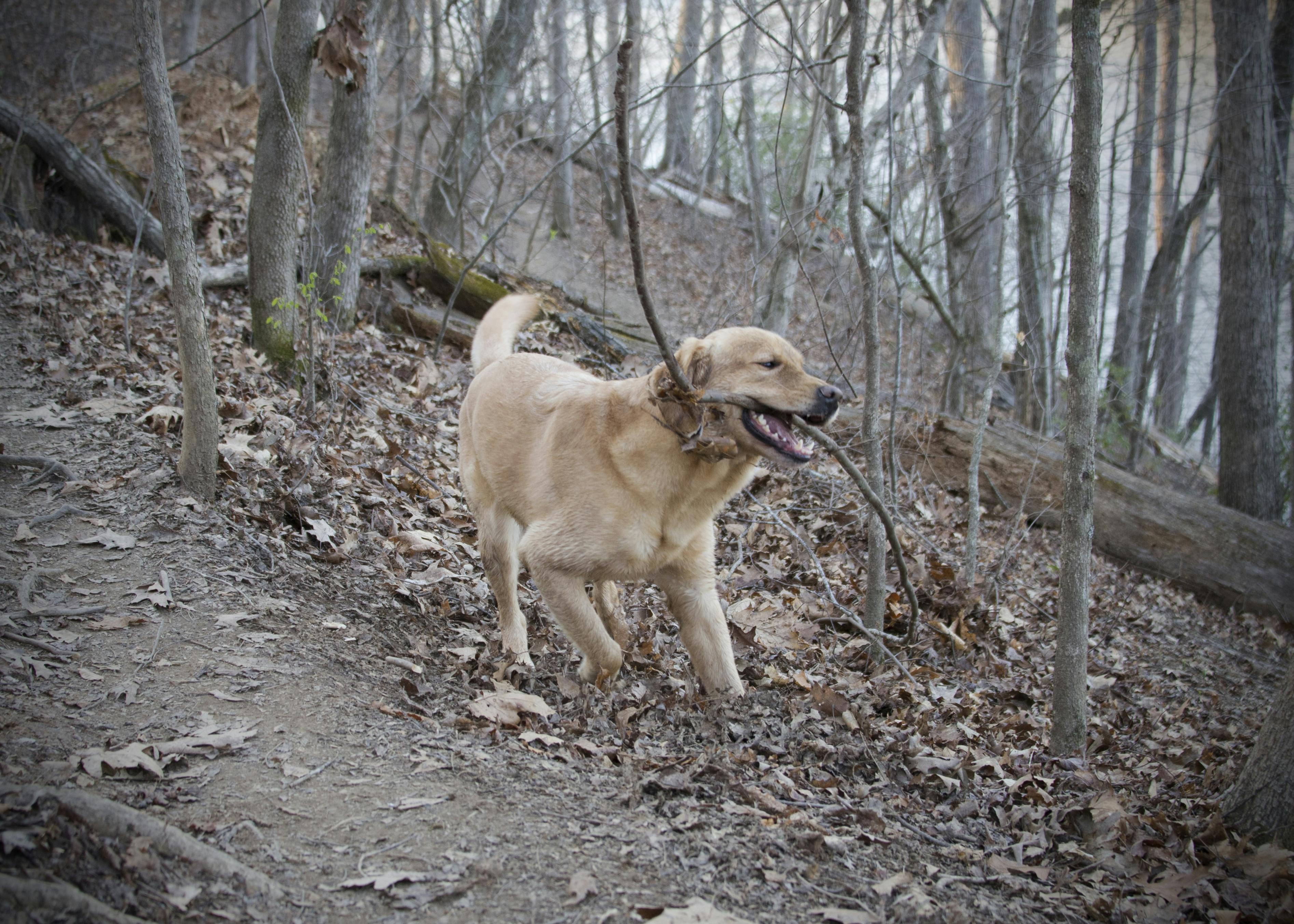 lab carrying giant stick in the woods