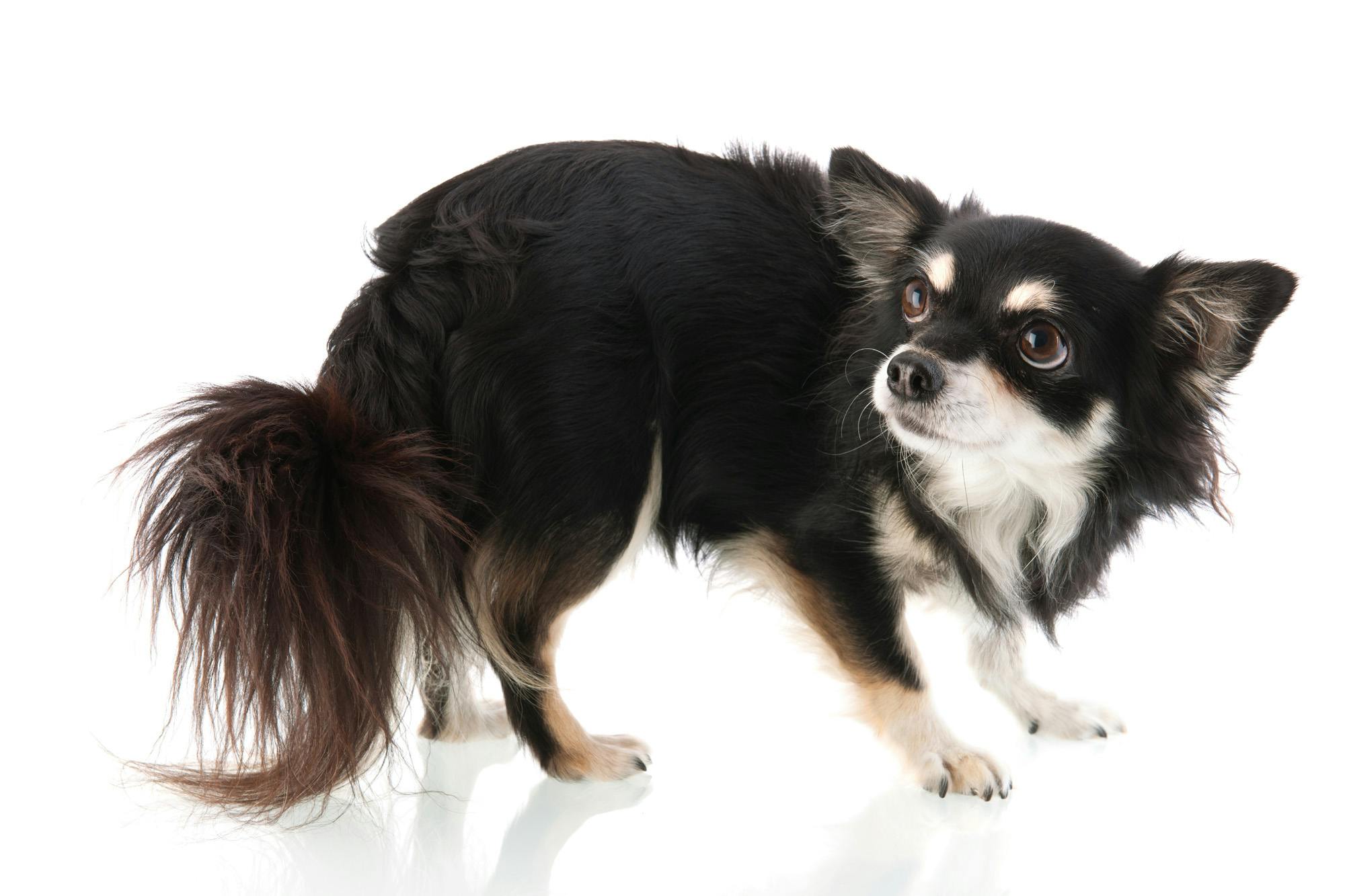 long haired chihuahua cowering in fear