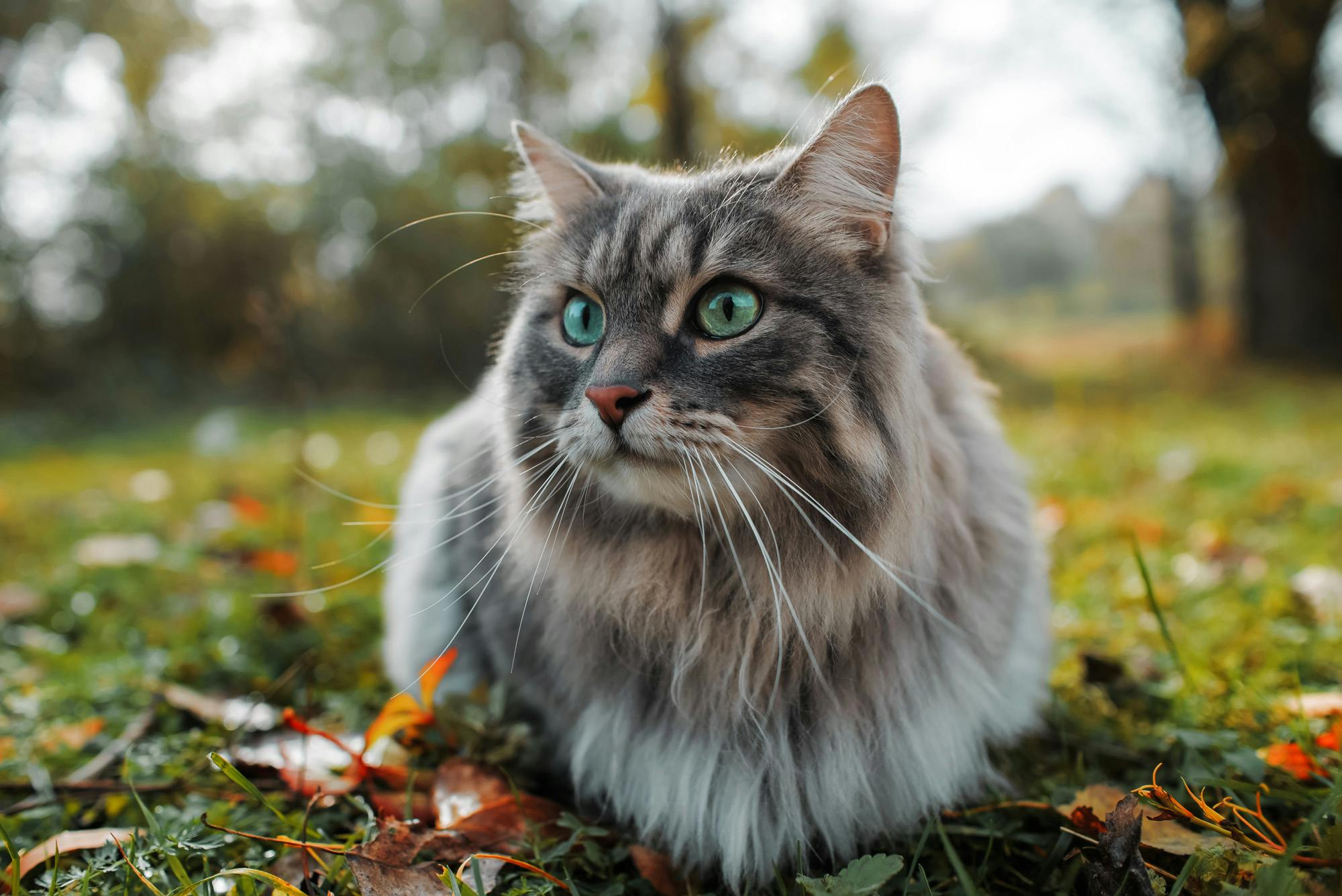 Cat outside in the grass