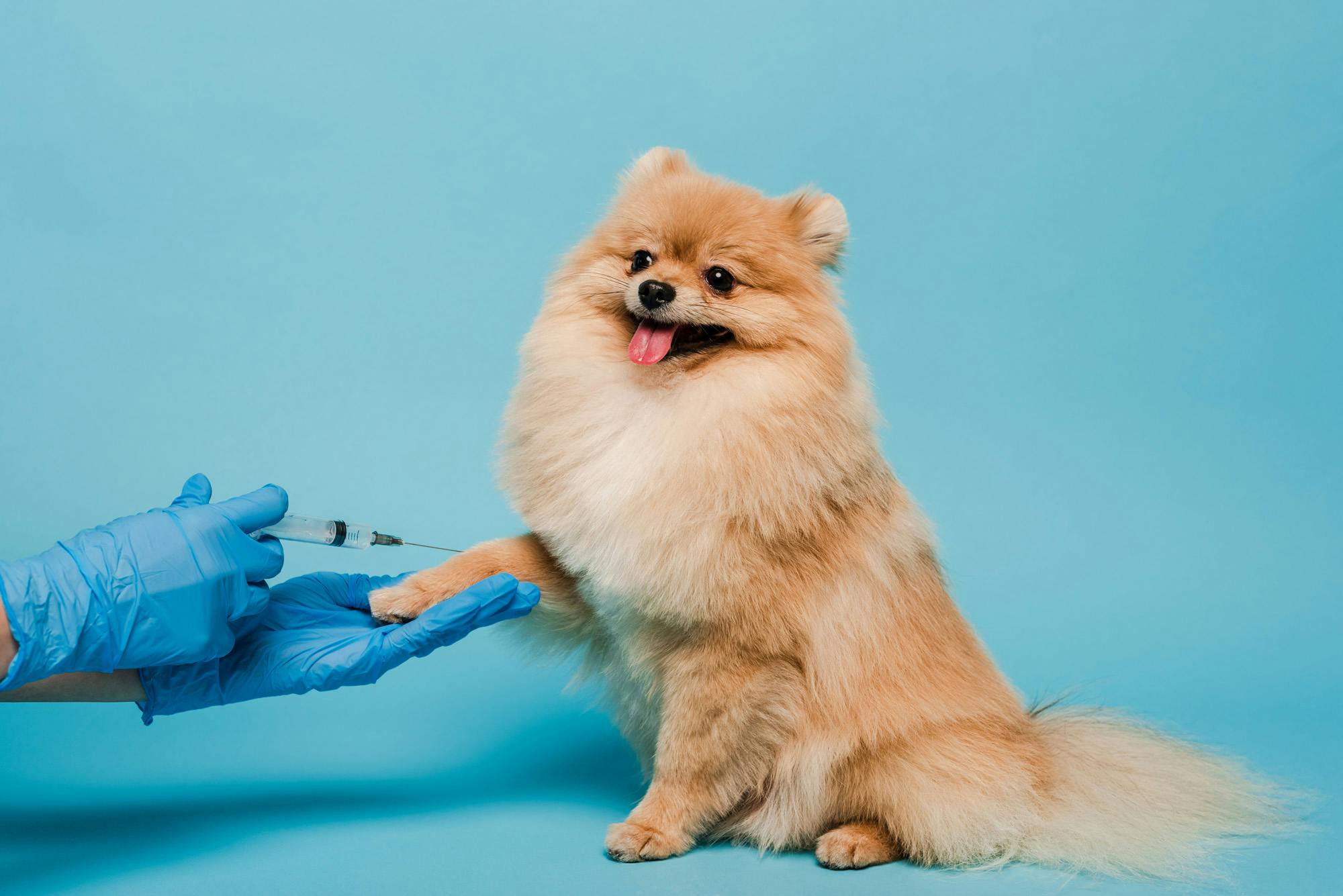 Pomeranian giving paw for vaccine