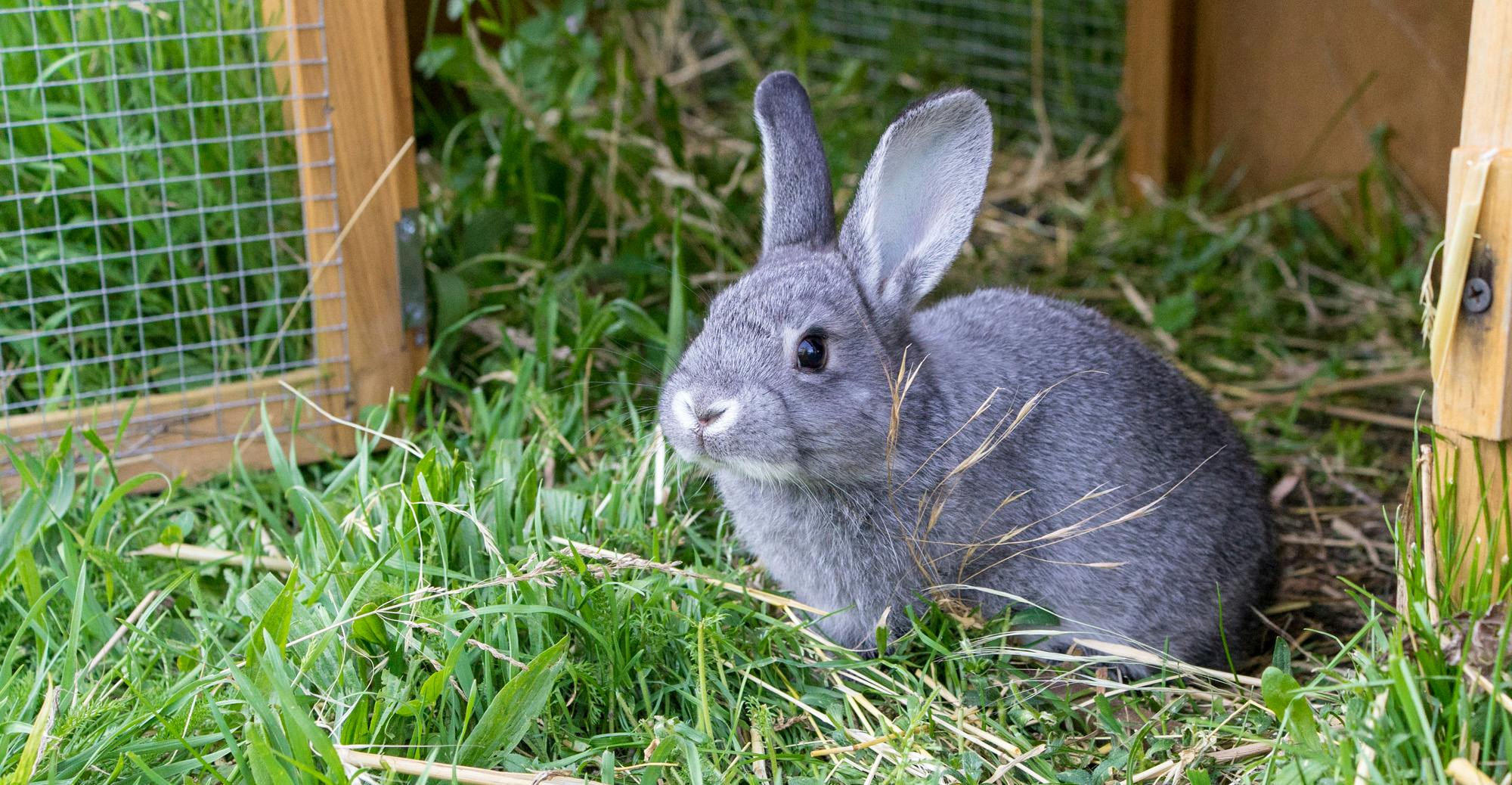 gray rabbit in grass