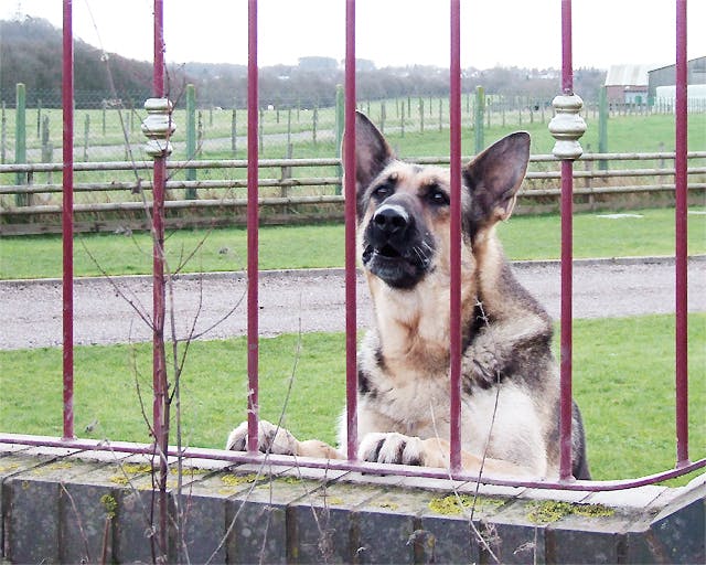 German Shepherd jumping up on the fence and growling at someone on the other side