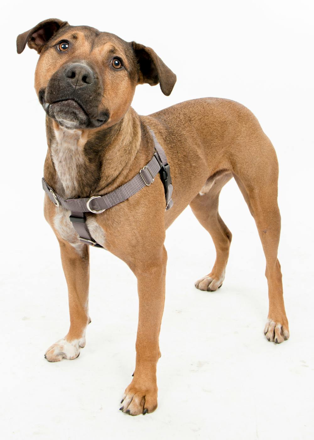 bully breed wearing Positively No-Pull Harness