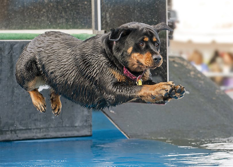 Rottweiler mix jumping into pool from dog at dock diving event