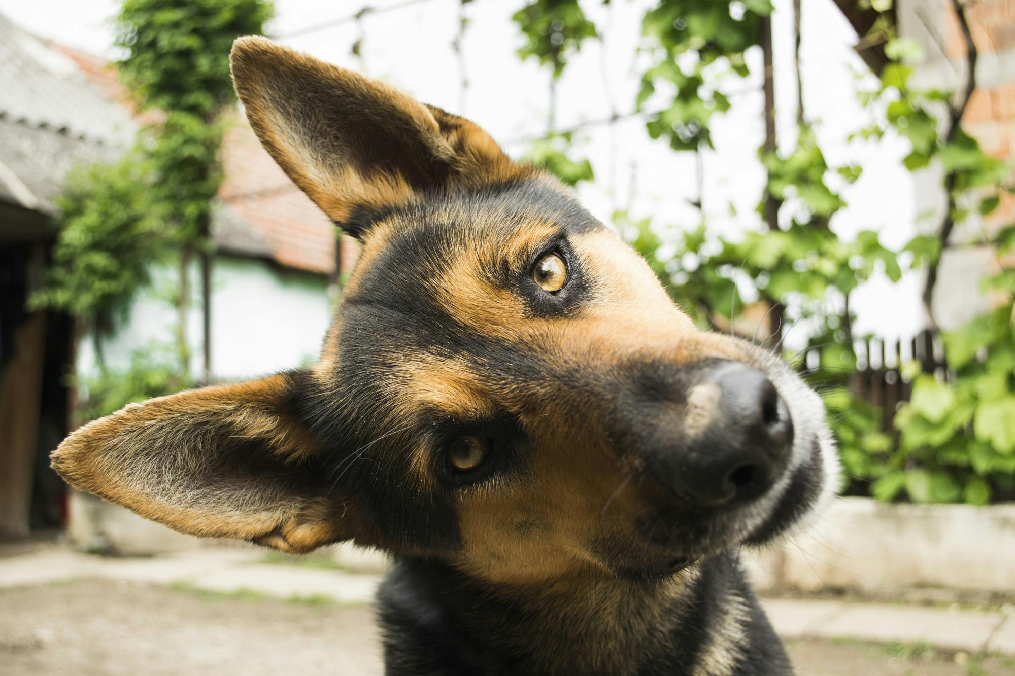 Head tilt in newly adopted confused dog.