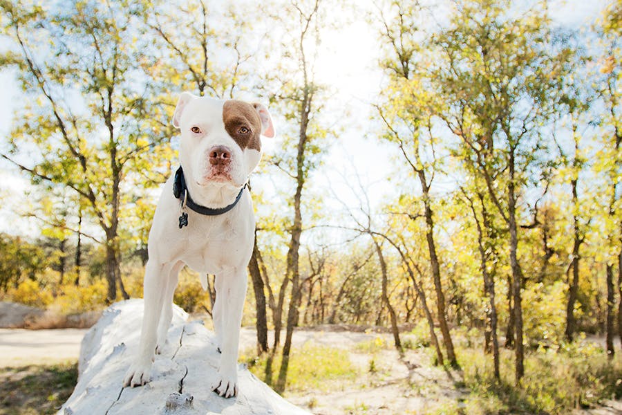 Shaping a young dog to stand on a log