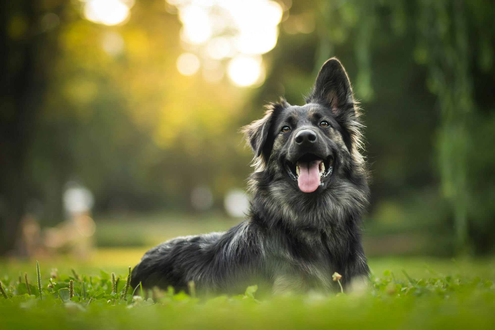 Dog outside in grass with one ear up