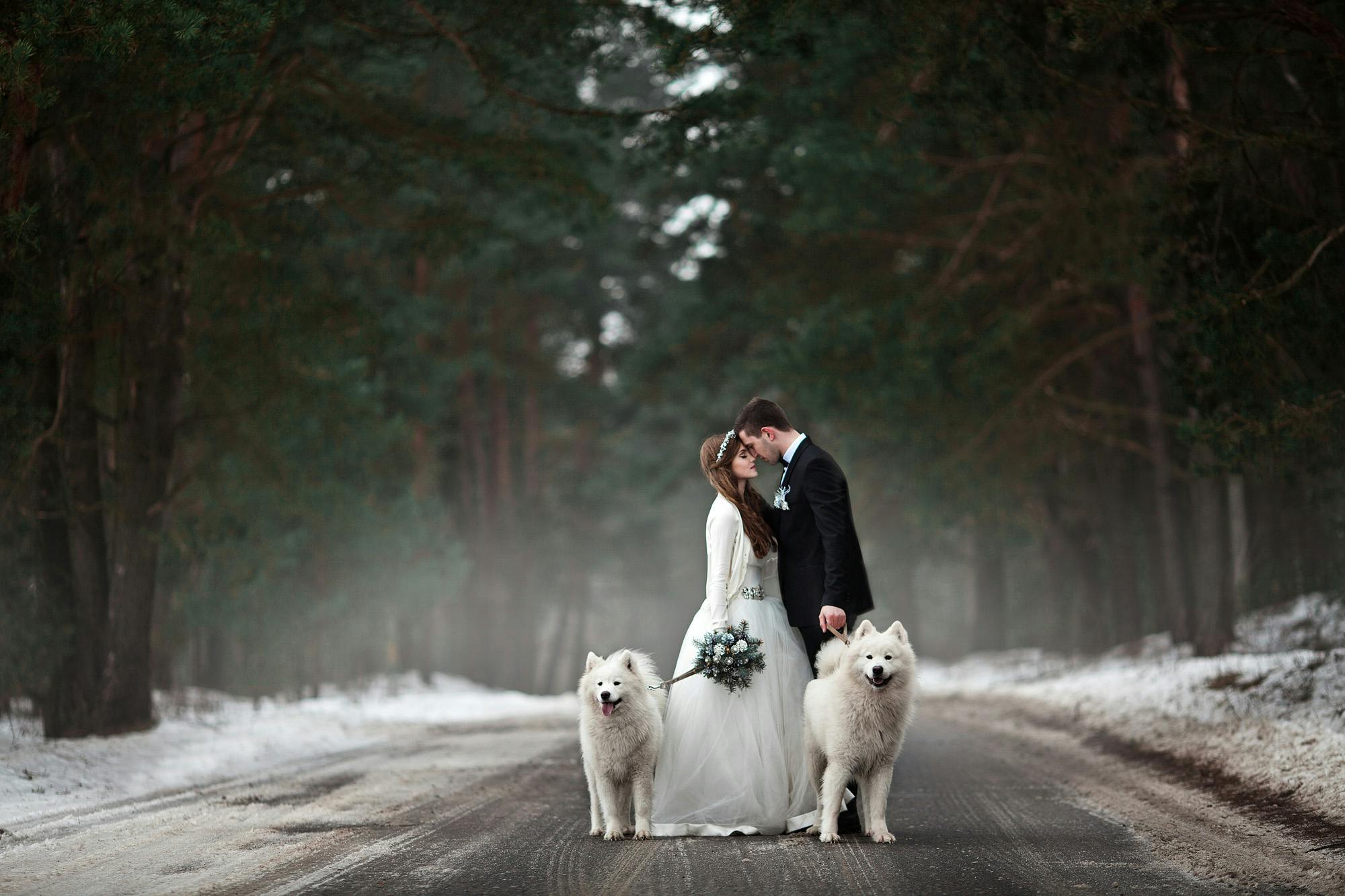 two dogs included with bride and groom wedding photo