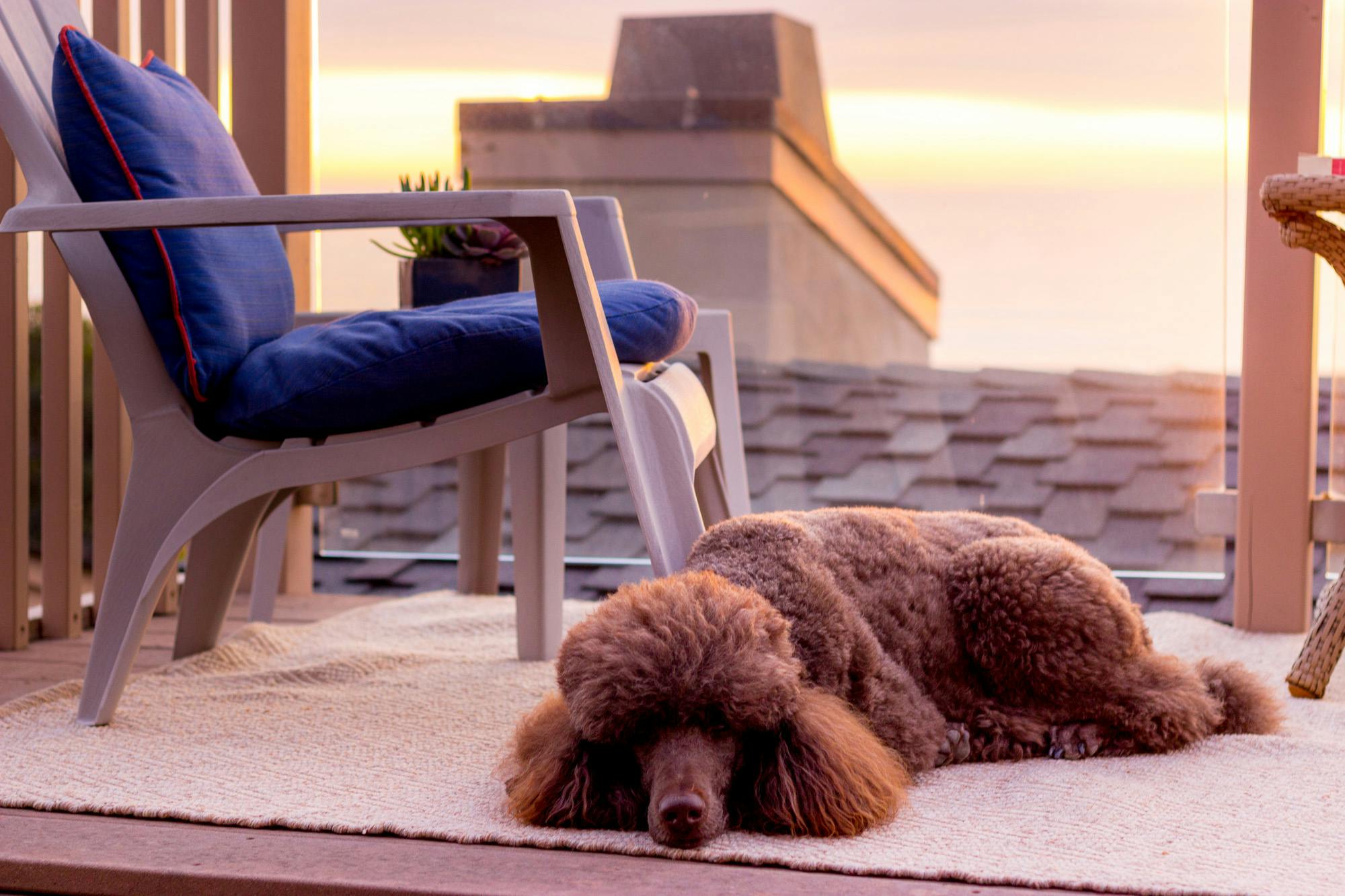 Chocolate Poodle outside relaxed settled on mat
