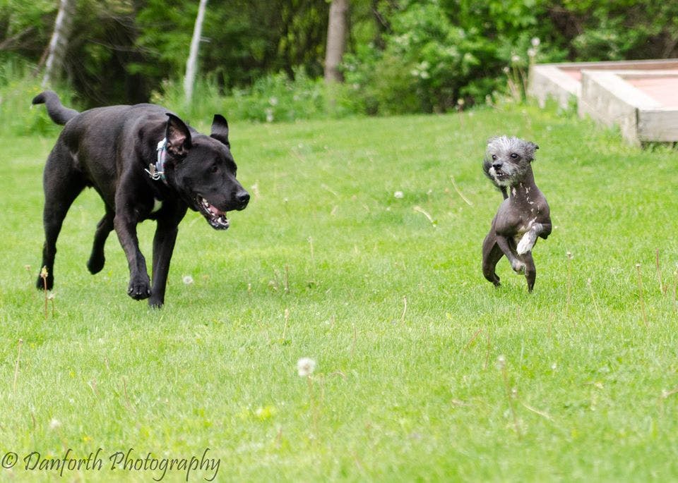 2 dogs running together in open field