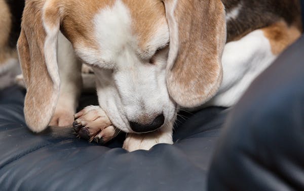 beagle sucking and or chewing on part of his body
