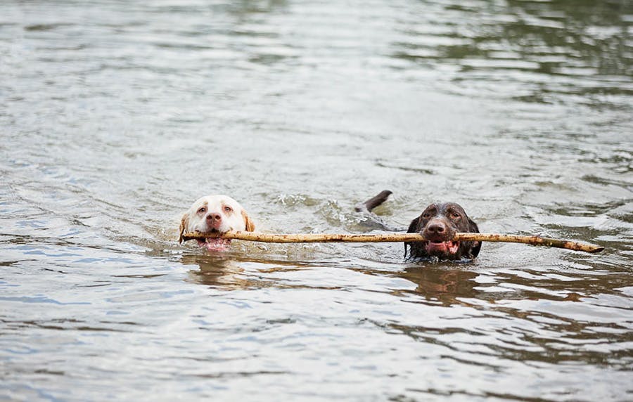 2 dogs holding a stick while swimming