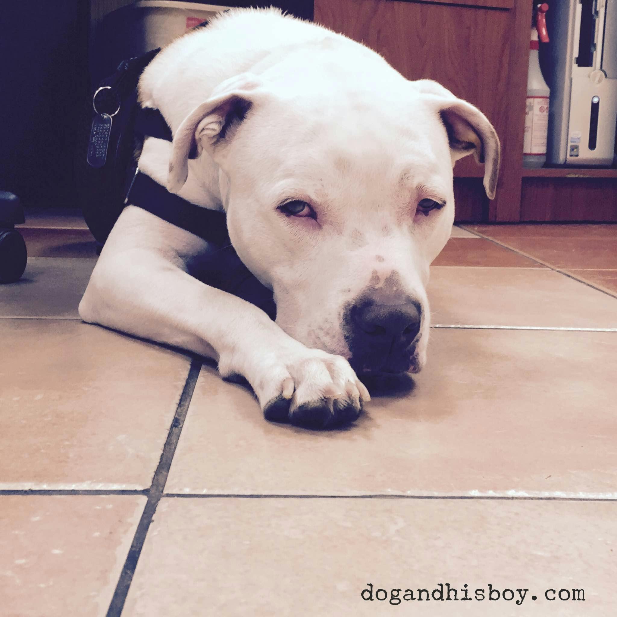 Edison, a deaf dog, squints while laying down and looking toward camera