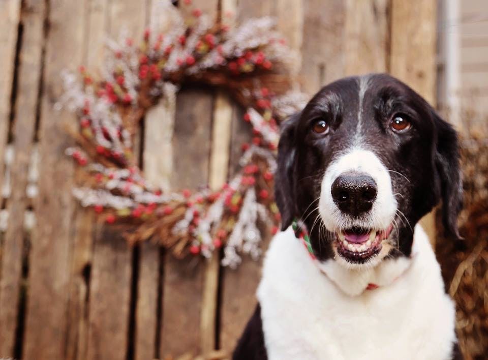 Black and white dog looks up at camera at Christmas