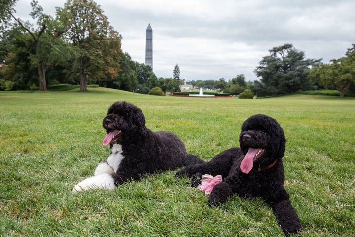 Sunny, the new White House dog