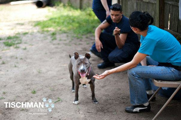 2 shelter team members outside with a young Bully breed shelter dog