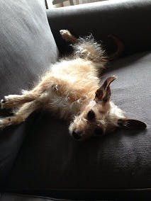 My dog Tricky is belly up, but she is not inviting me in for a rub. This is her sleeping position after a long run in the park. Always remember context when the dog is communicating.