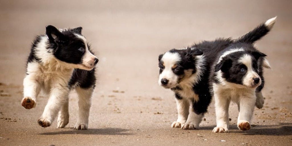 3 Border Collie Puppies running on the beach