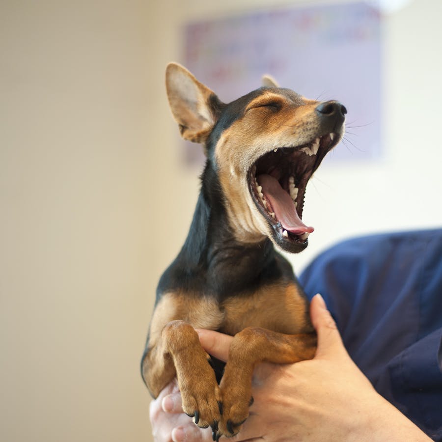 Body language such as this big yawn from a small dog is how dogs can communicate with us.