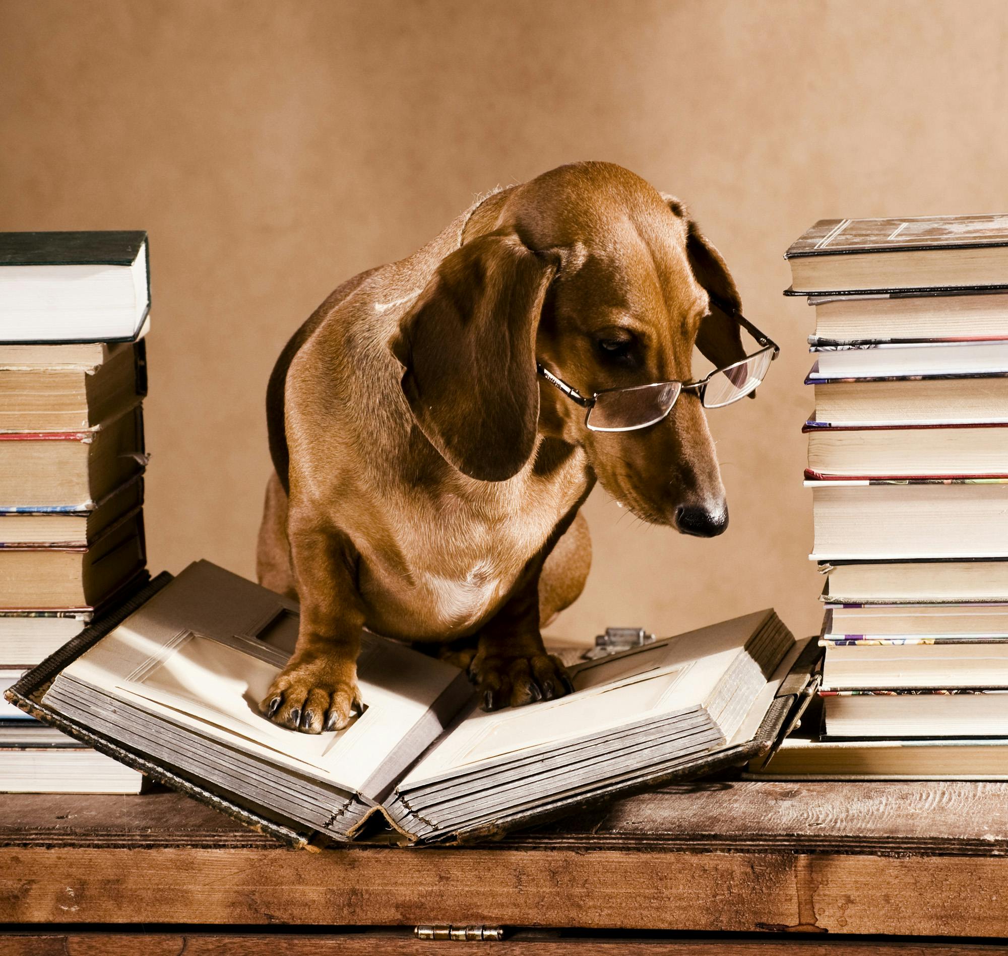 Dachshund reading big book with glasses on