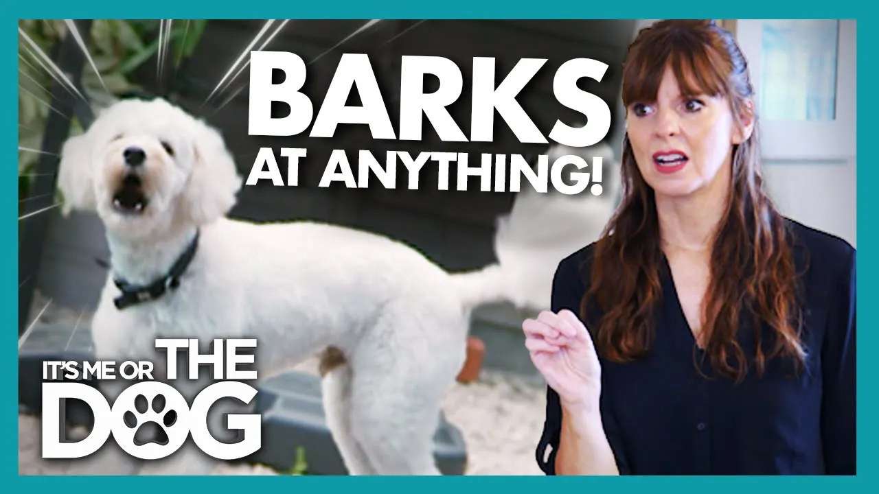 Sound Sensitive Dog Barks at Every Noise