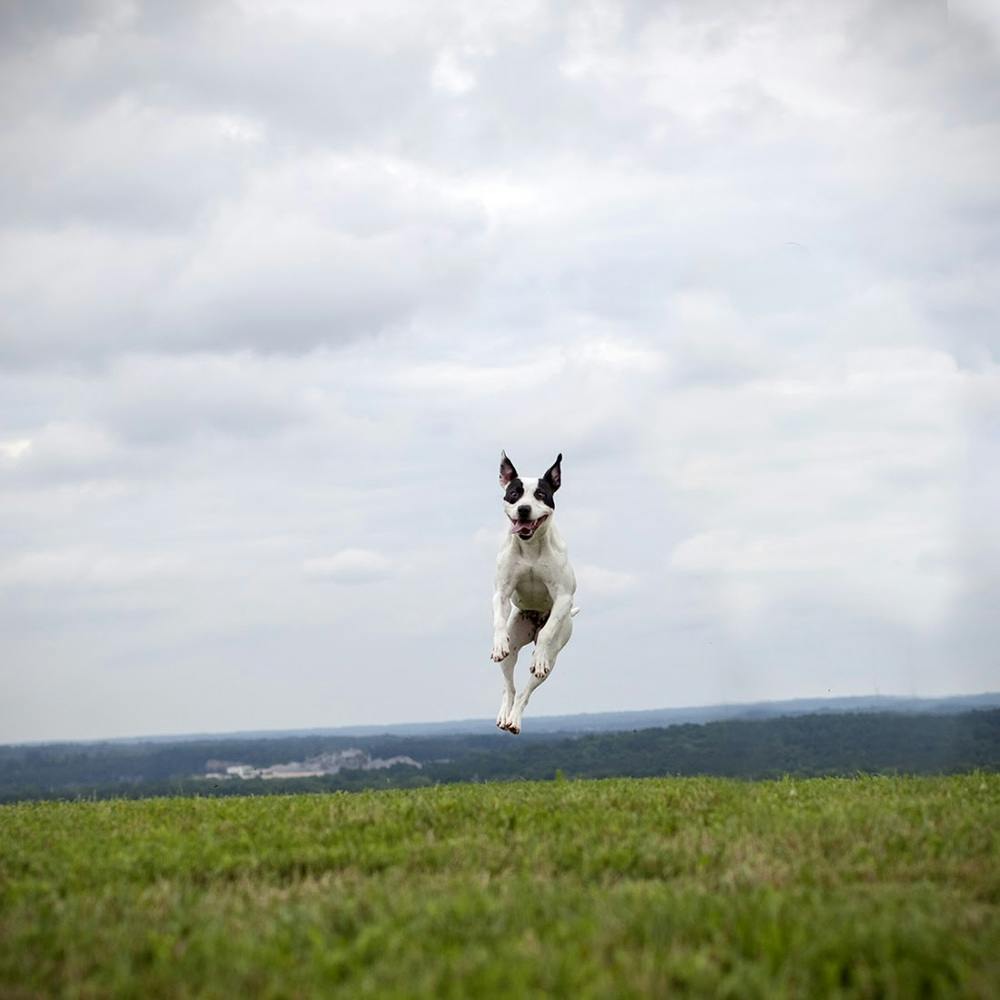 dog high jumps in open field