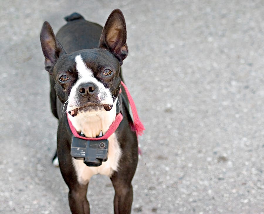 french bulldog wearing a shock collar
