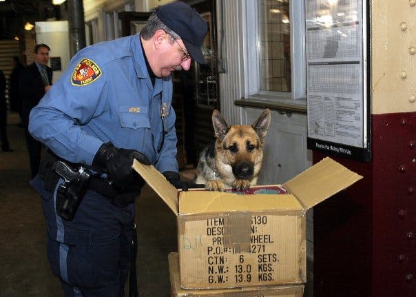 German Shepherd and police checking boxes