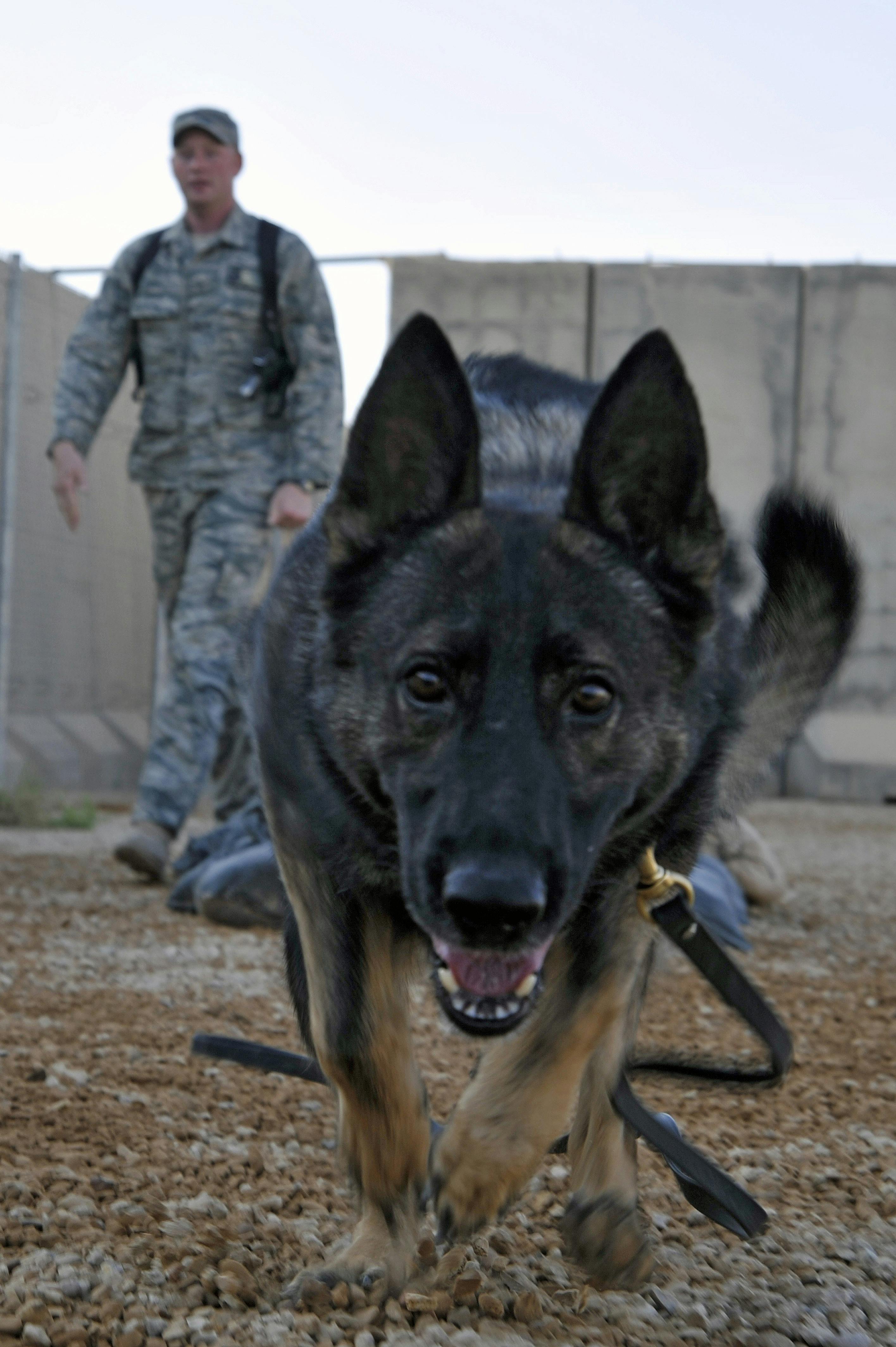 4 Legged German Shepherd Soldier closeup 