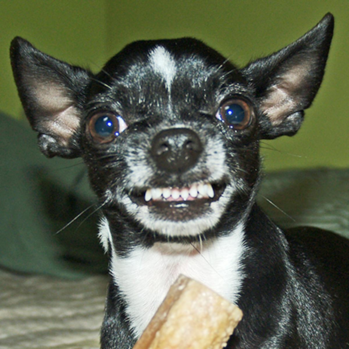 Chihuahua bares teeth while resource guarding a valued bone