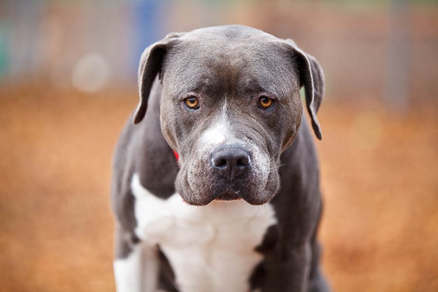 Bully breeds are typically targeted in breed-specific legislation