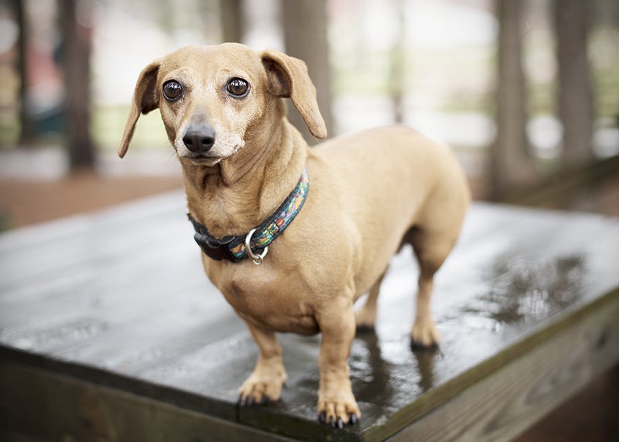 dachshund standing on a table outside