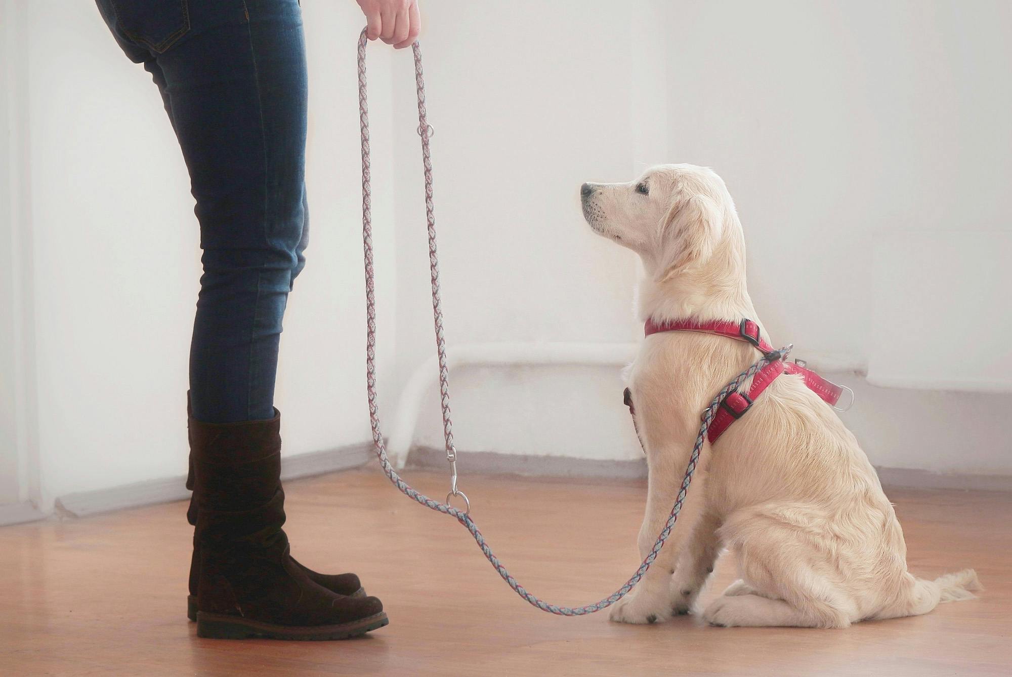 Young Golden Retriever puppy learning "sit" in quiet environment. 
