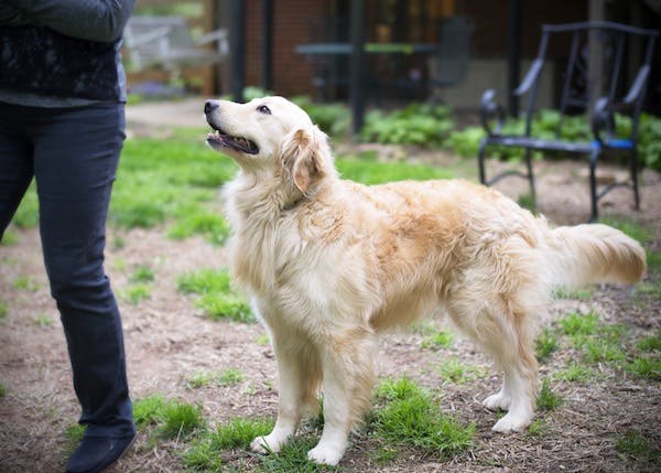 Golden retriever standing and watching their person