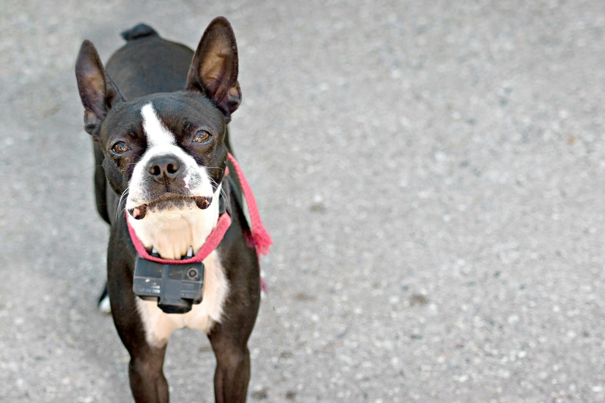boston terrier in electronic shock collar