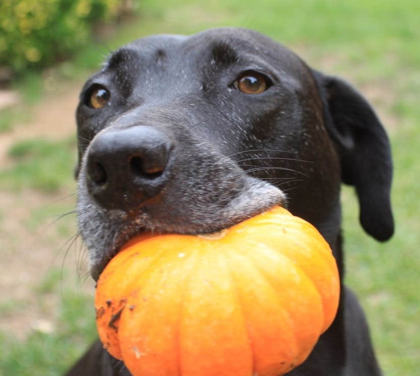 Black lab holding pumpkin in mouth