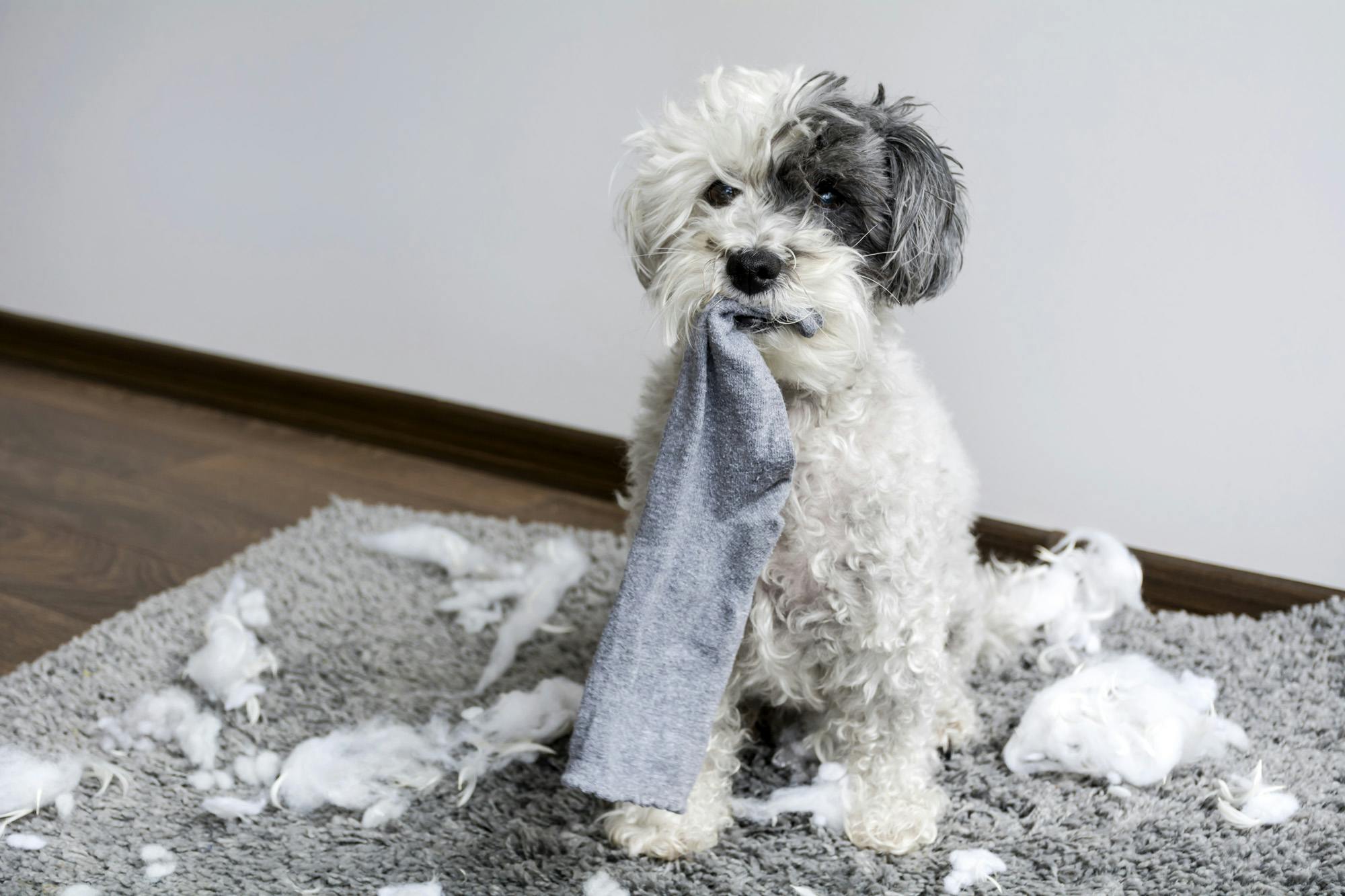 Fluffy gray and white dog sitting on mat surrounded by torn up fluff and sock