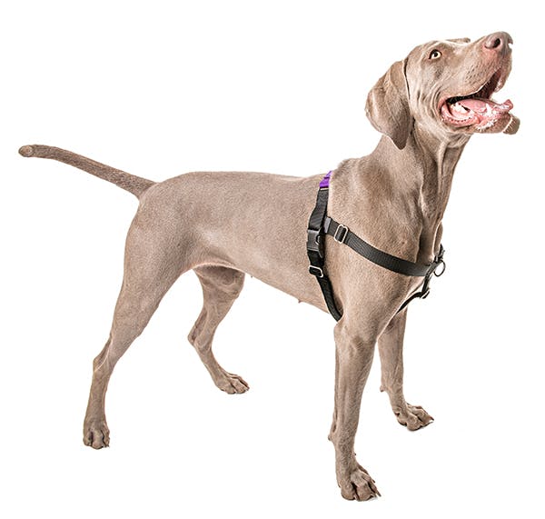 Side view of Wiemaraner in Postively No Pull Harness