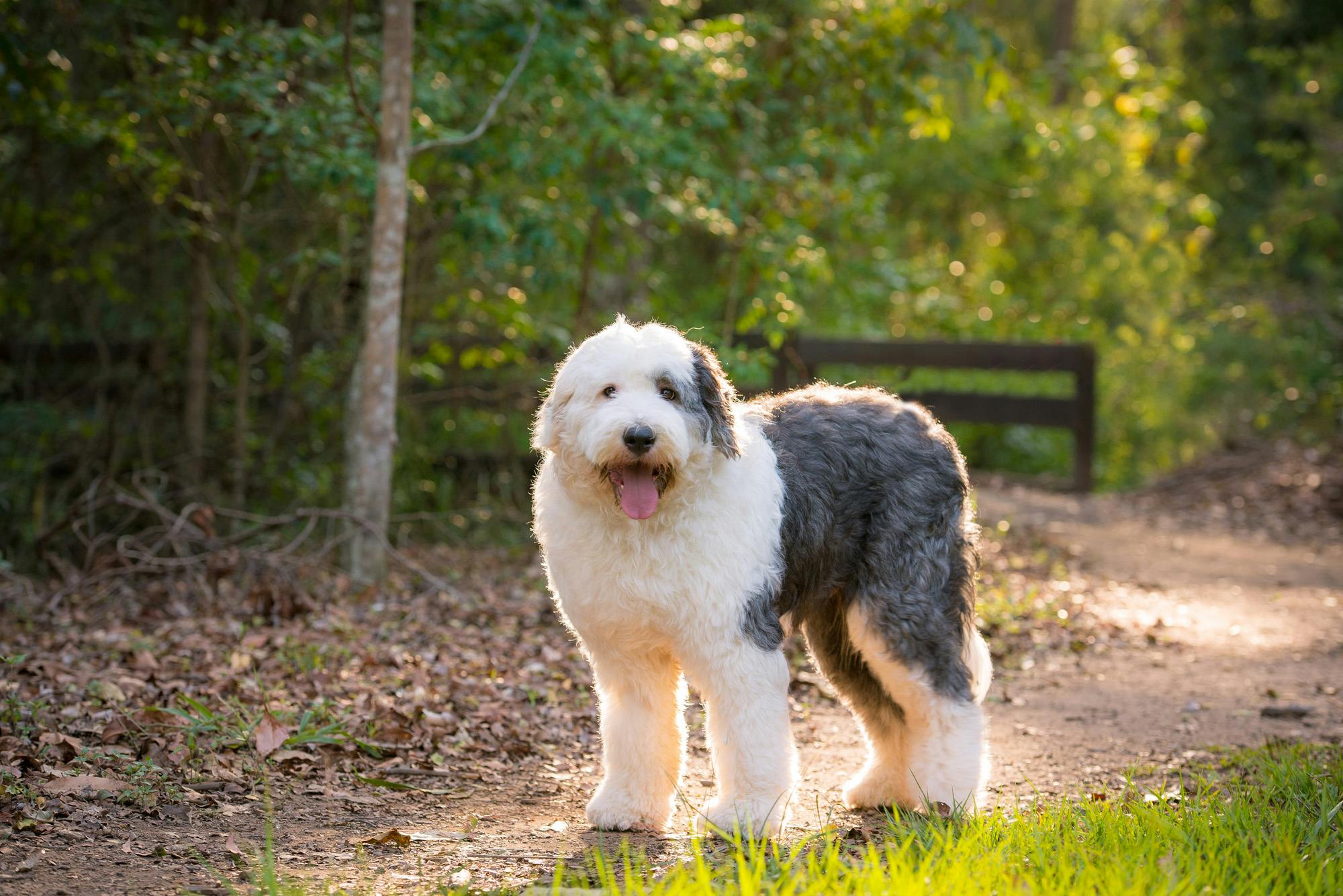 Sheepdog outside off leash