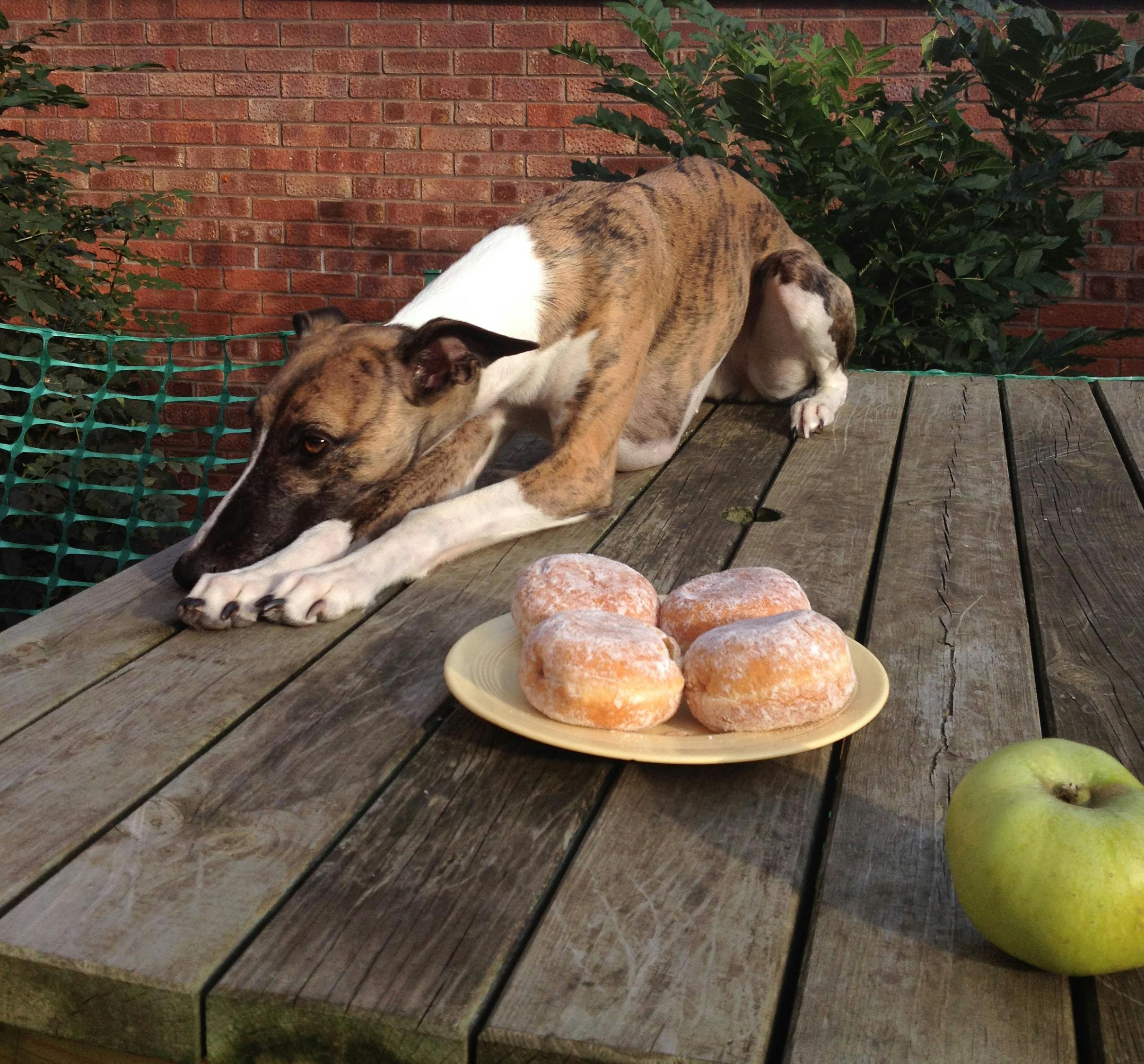 greyhound leaves the donuts on the plate