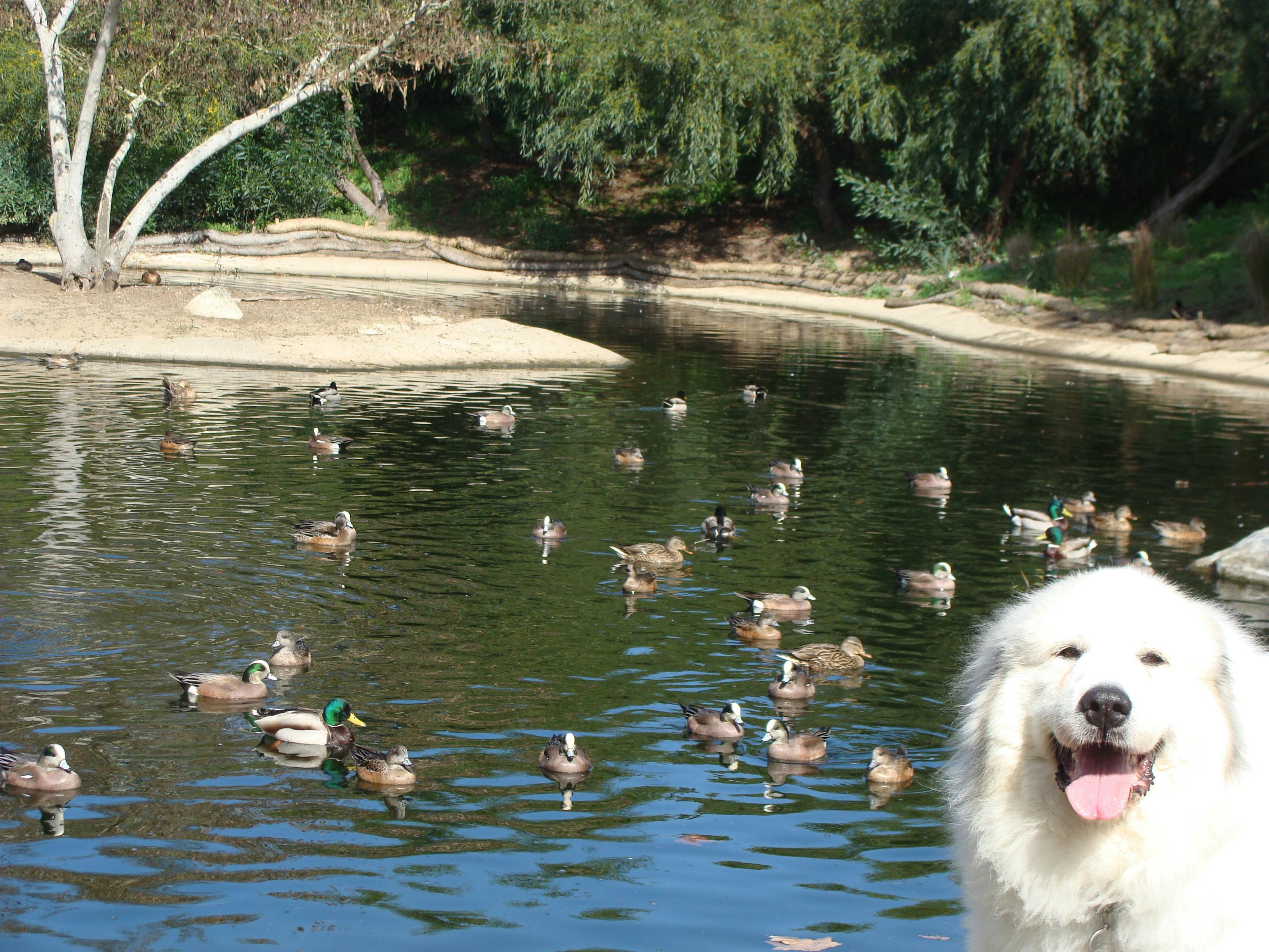 great pyrenees outside with ducks in pond