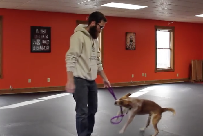 how to teach a dog to stop pulling